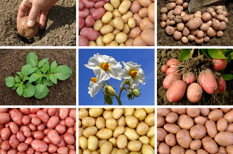 List of Determinate and Indeterminate Potatoes UK